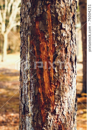 Bear claw marks Hokkaido 76004251