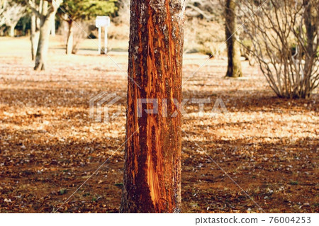 Bear claw marks Hokkaido 76004253