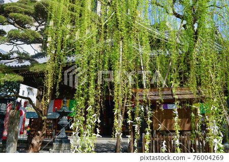 京都春山長法寺六角堂和六角柳 76004269
