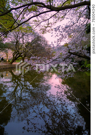 2021 Ritsurin Garden Spring Illumination 76004340