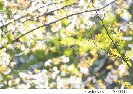 Colorful leaves Colorful leaves 76004394