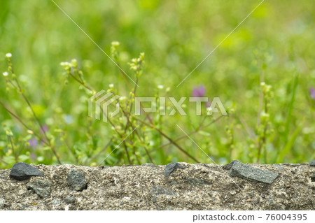 Stone wall and green background Stone wall and green background 76004395