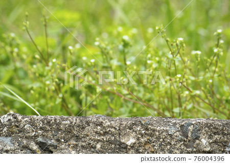 Stone wall and green background Stone wall and green background 76004396