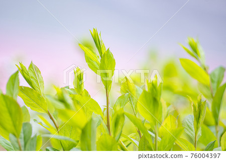The fantastic sight of swaying green leaves The fantastic sight of swaying green leaves 76004397
