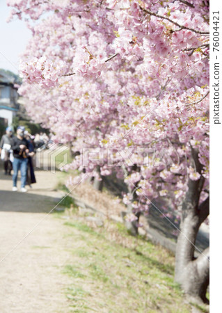 Okazaki City Otogawa Aoisakura (Kawazu Sakura) 76004421