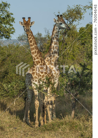 Giraffa, Kruger National Park Giraffa, Kruger National Park 76004648