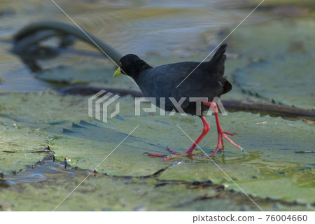 Black crake, Africa Black crake, Africa 76004660