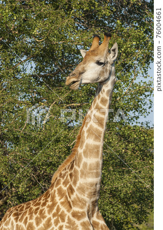 Giraffa, Kruger National Park Giraffa, Kruger National Park 76004661