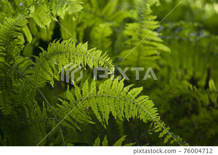 Green fern leafs in a forest with pretty counter light in a full frame pattern Green fern leafs in a forest with pretty counter light in a full frame pattern 76004712
