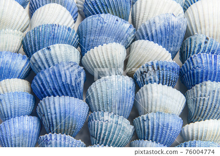 Pattern of blue shells in a row in a full frame stucture as a background 76004774