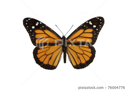 Orange monarch butterfly with spread wings isolated on a white background Orange monarch butterfly with spread wings isolated on a white background 76004776