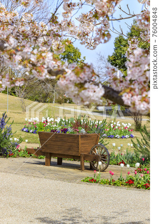 明石海峽公園鬱金香和春花 76004848