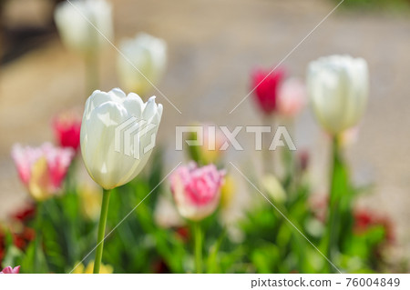 明石海峽公園鬱金香和春花 明石海峽公園鬱金香和春花 76004849