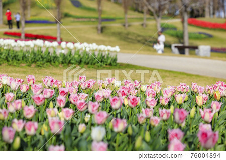 明石海峽公園鬱金香和春花 76004894