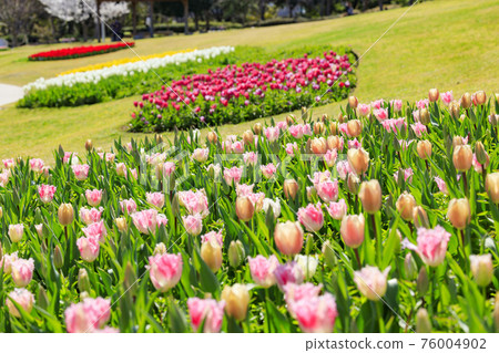 明石海峽公園鬱金香和春花 76004902