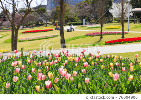 Akashi Kaikyo Park Tulips and Spring Flowers 76004906