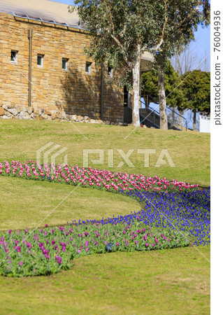 Akashi Kaikyo Park Tulips and Spring Flowers 76004936