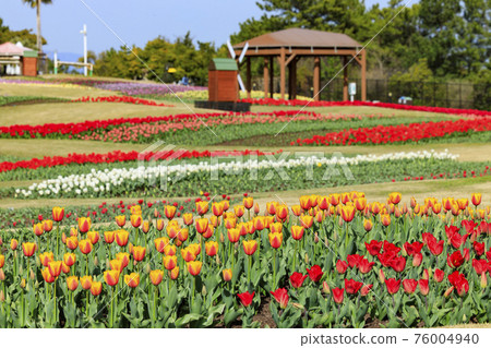Akashi Kaikyo Park Tulips and Spring Flowers Akashi Kaikyo Park Tulips and Spring Flowers 76004940