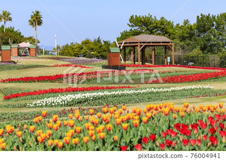 明石海峽公園鬱金香和春花 明石海峽公園鬱金香和春花 76004941