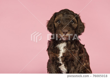 Portrait of a cute brown labradoodle puppy looking at the camera on a pink background with space for copy 76005018