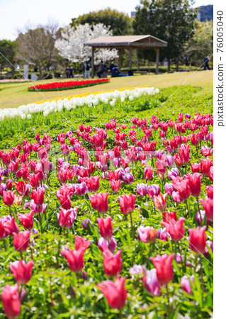 Akashi Kaikyo Park Tulips and Spring Flowers Akashi Kaikyo Park Tulips and Spring Flowers 76005040