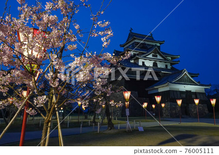 Illumination of Matsue Castle and cherry blossoms Illumination of Matsue Castle and cherry blossoms 76005111