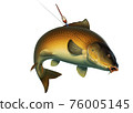 Fishing for carp with a float bait. (koi) realism isolate illustration. Fishing for big carp, feeder fishing, carp fishing. 76005145