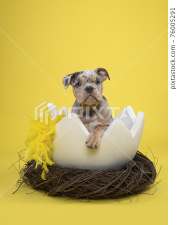 Cute old english bulldog puppy in a huge easter bird nest with yellow feathers on a yellow background 76005291