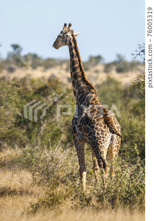 Giraffa, Kruger National Park 76005319