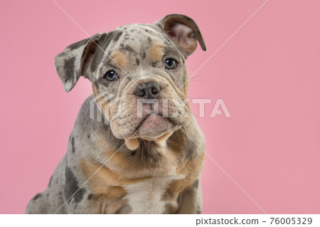 Portrait of a cute old english bulldog puppy looking at the camera on a pink background 76005329