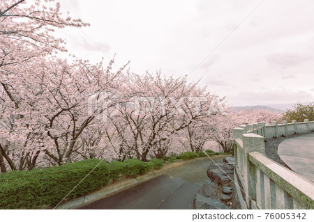 A row of cherry blossom trees in Asahiyama Forest Park A row of cherry blossom trees in Asahiyama Forest Park 76005342