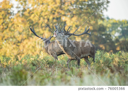 Two male red deer belling during autumn season in Richmond park Two male red deer belling during autumn season in Richmond park 76005366
