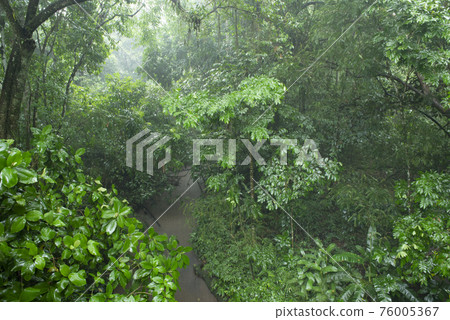 Green trees and plants in a jungle in Costa Rica while it is raining 76005367