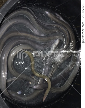 鰻魚 鰻魚 76005476