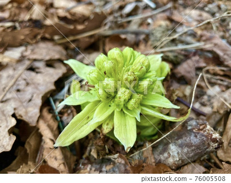 Fukinotou fallen leaves spring 76005508