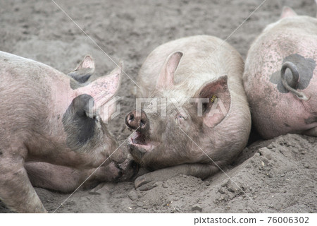 Three free range pig lying in the sand enjoying themselves 76006302