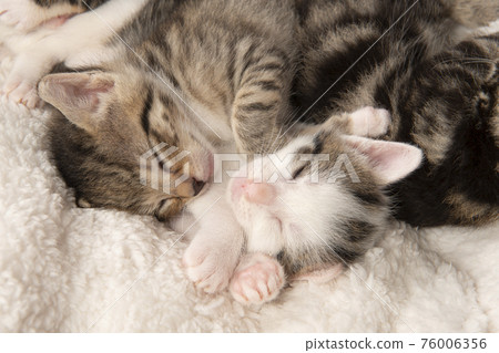 Cute tabby kitten sound asleep with eyes closed on a wihte cloth with its siblings 76006356