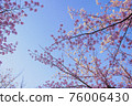 櫻花盛開背景素材 76006430