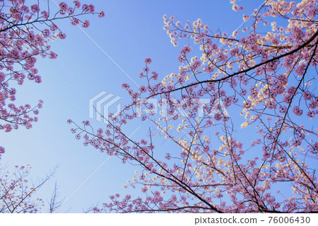 櫻花盛開背景素材 櫻花盛開背景素材 76006430