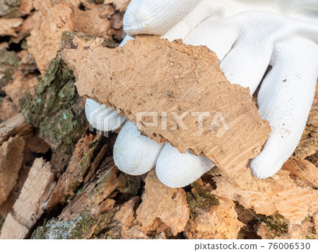 The larvae of the oak longhorn beetle destroyed old oak tree 76006530