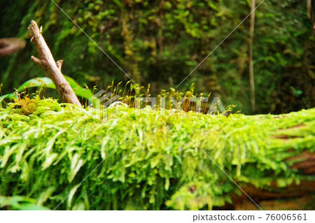 Sporophytes extending from moss covering fallen trees 76006561
