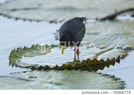 Black crake, Africa Black crake, Africa 76006778