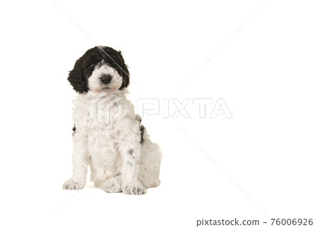 Cute black and white labradoodle puppy standing isolated on a white background looking at the camera 76006926