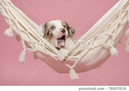 Cute tired border collie puppy lying in a hammock yawing  on a pink background 76007018