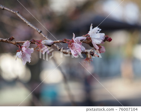 櫻花盛開在細樹枝上 櫻花盛開在細樹枝上 76007104