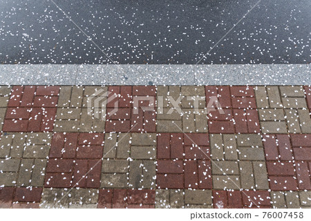 Cherry blossom petals are falling like snow in India. Cherry blossom petals are falling like snow in India. 76007458