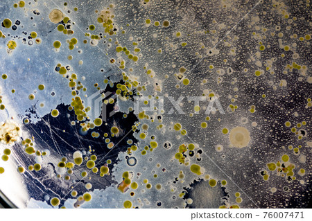 Mold Beautiful, Colony of Characteristics of Fungus (Mold) in culture medium plate from laboratory microbiology. Mold Beautiful, Colony of Characteristics of Fungus (Mold) in culture medium plate from laboratory microbiology. 76007471