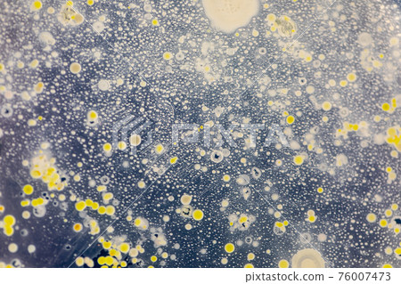 Mold Beautiful, Colony of Characteristics of Fungus (Mold) in culture medium plate from laboratory microbiology. Mold Beautiful, Colony of Characteristics of Fungus (Mold) in culture medium plate from laboratory microbiology. 76007473
