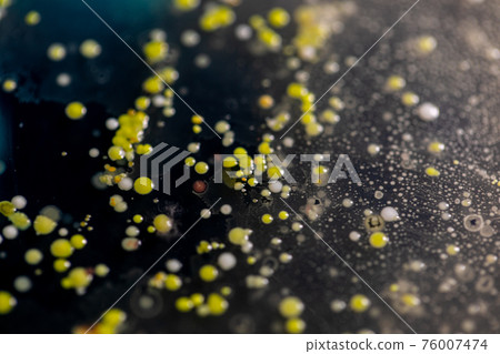 Mold Beautiful, Colony of Characteristics of Fungus (Mold) in culture medium plate from laboratory microbiology. Mold Beautiful, Colony of Characteristics of Fungus (Mold) in culture medium plate from laboratory microbiology. 76007474