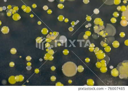 Mold Beautiful, Colony of Characteristics of Fungus (Mold) in culture medium plate from laboratory microbiology. 76007485